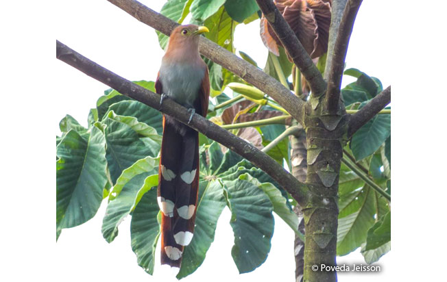 squirrel_cuckoo