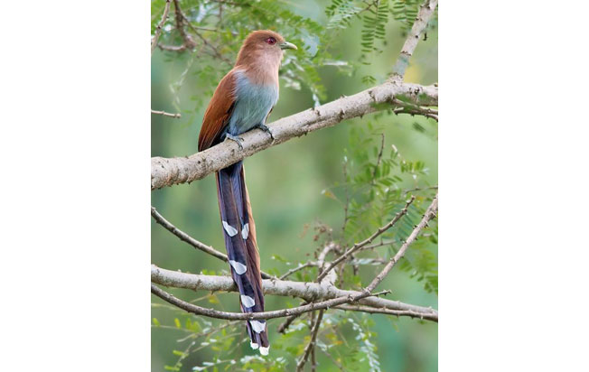 squirrel_cuckoo
