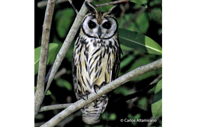 striped-owl