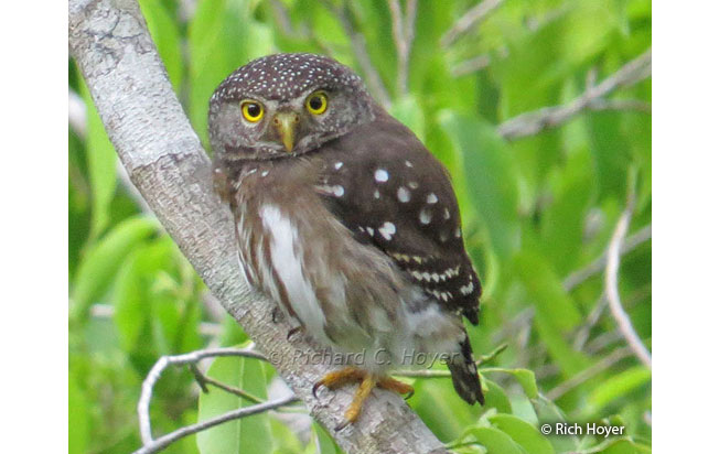 subtropical_pygmy-owl
