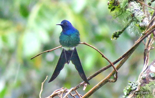 swallow-tailed-hummingbird