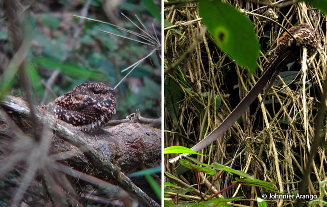 swallow-tailed_nightjar