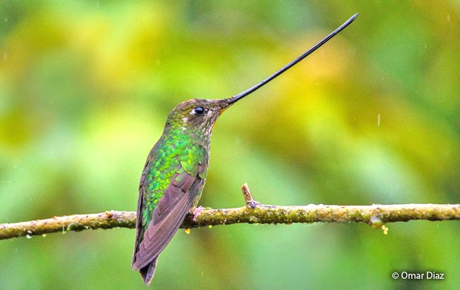 sword-billed-hummingbird