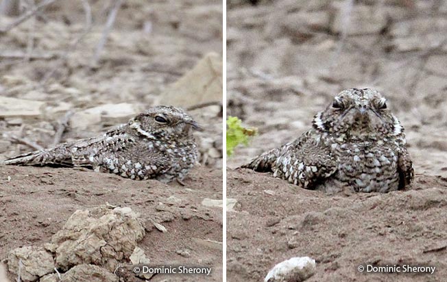 tschudi's_nightjar