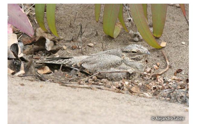 tschudi's_nightjar