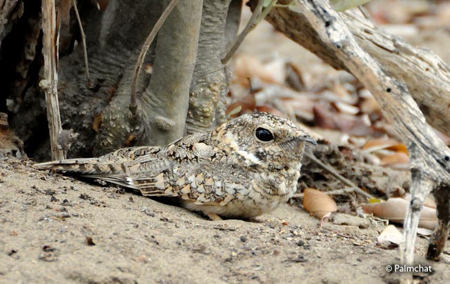 tschudi's_nightjar