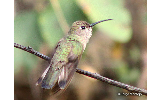 tumbes_hummingbird