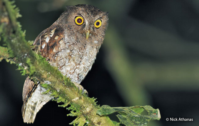 vermiculated_screech-owl