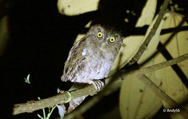 vermiculated_screech-owl