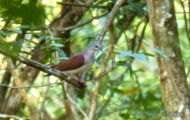 violaceous_quail-dove