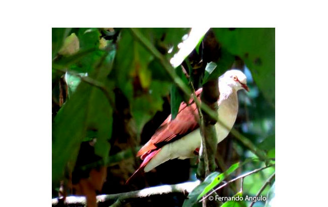 violaceous_quail-dove