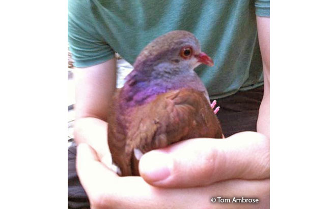 violaceous_quail-dove