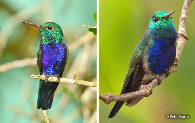 violet-bellied_hummingbird