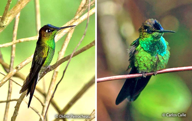 violet-fronted_brilliant