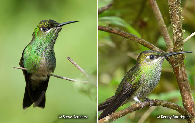 violet-fronted_brilliant