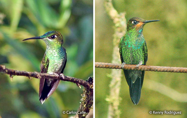 violet-fronted_brilliant