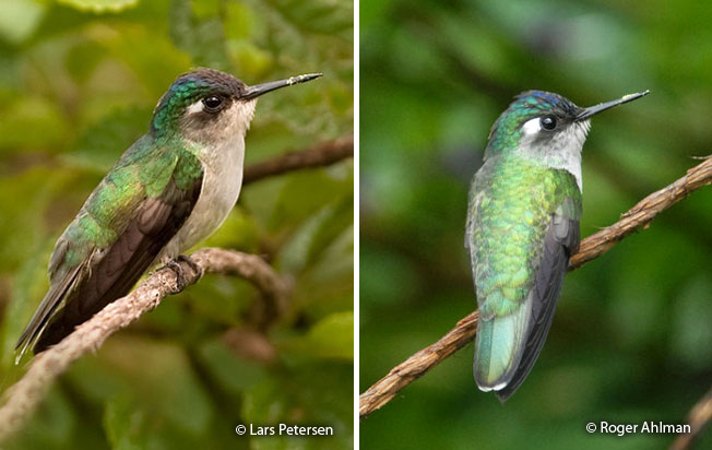 violet-headed_hummingbird