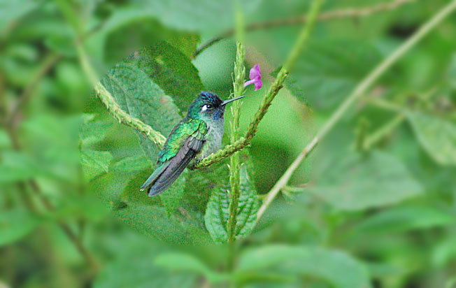 violet-headed_hummingbird