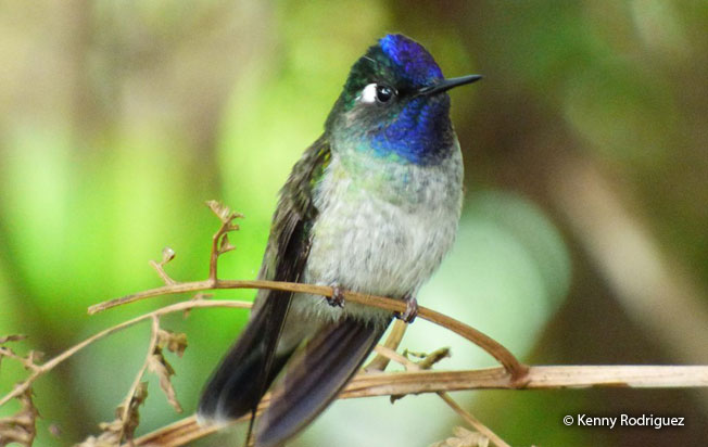 violet-headed_hummingbird