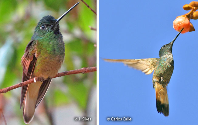 violet-throated_startfrontlet