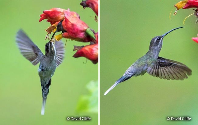 white-bearded_hermit