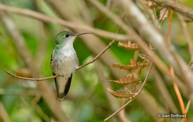white-bellied-hummingbird