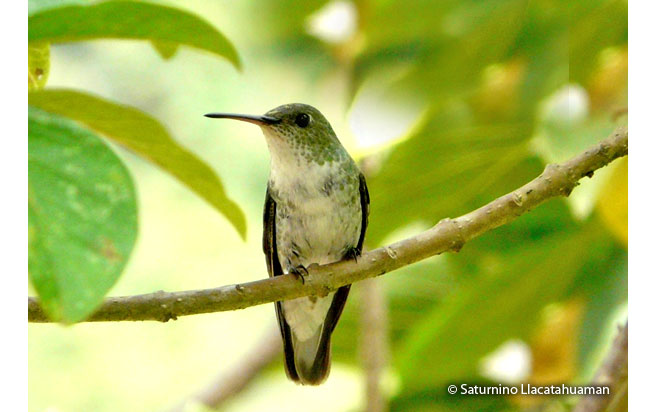 white-bellied-hummingbird