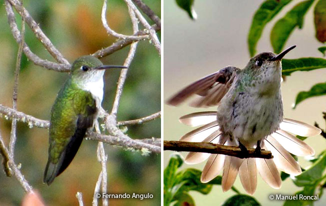 white-bellied-hummingbird