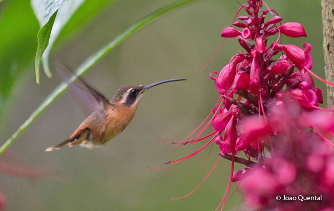 white-browed-hermit