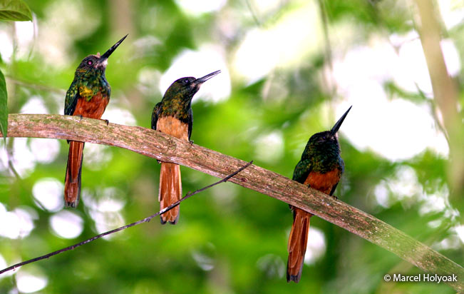 white-chinned_jacamar