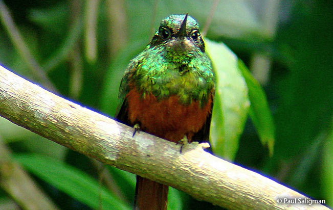 white-chinned_jacamar