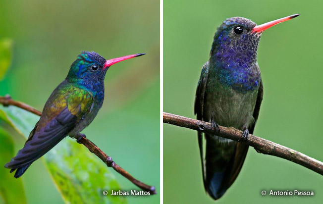 white-chinned_sapphire