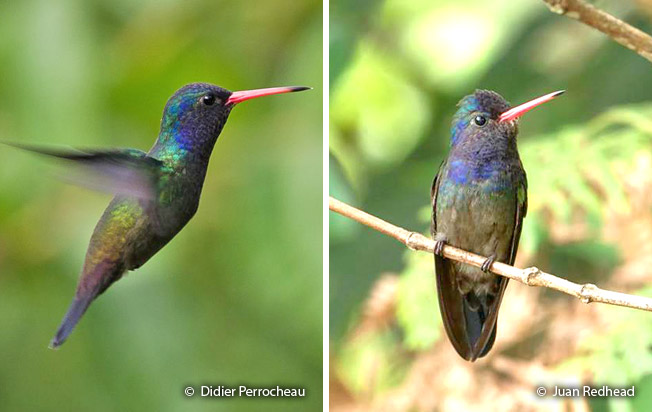 white-chinned_sapphire