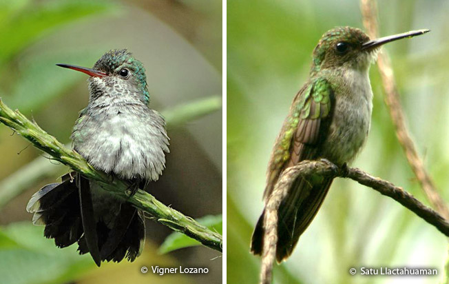 white-chinned_sapphire