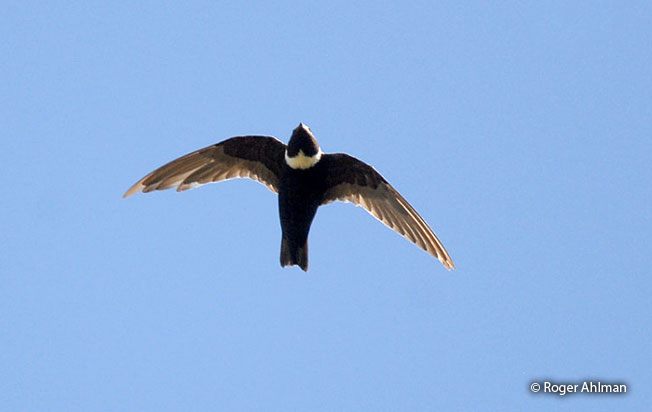 white-collared_swift