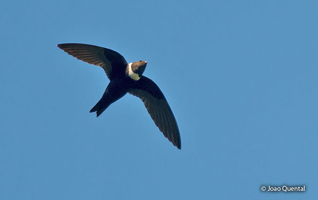 white-collared_swift