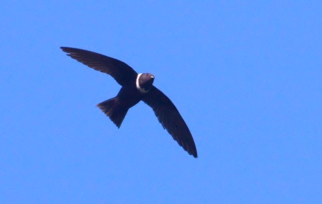 white-collared_swift