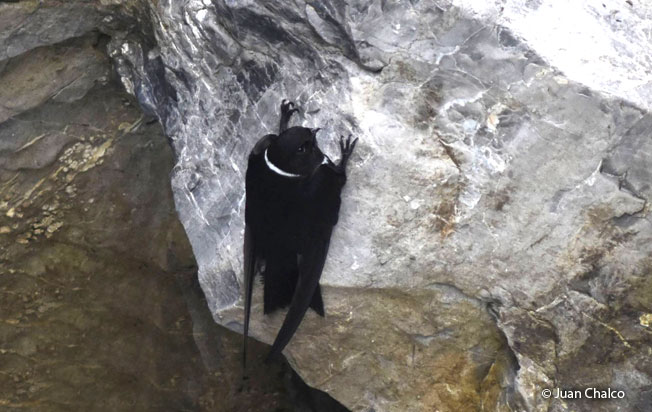 white-collared_swift