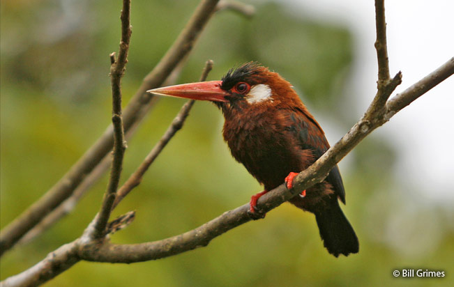 white-eared_jacamar
