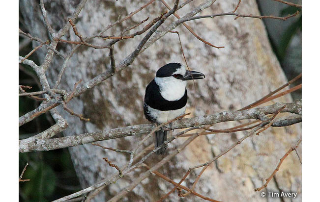 white-necked-puffbird