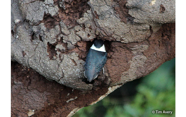 white-necked-puffbird