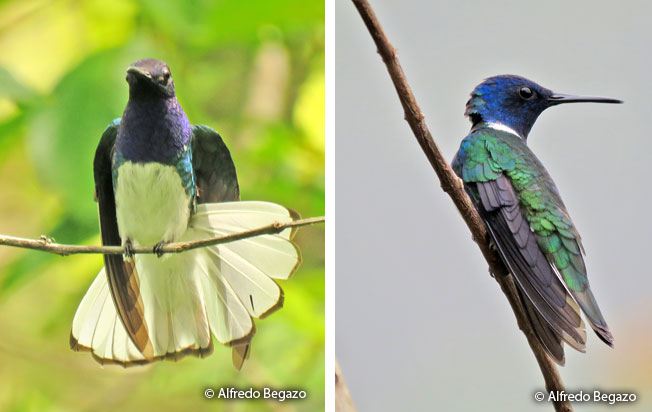 white-necked_jacobin