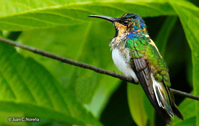 white-necked_jacobin