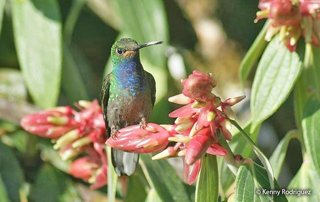 white-tailed-hillstar