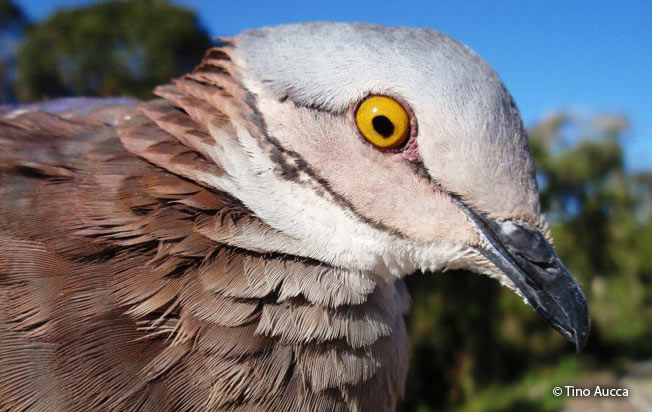 white-throated_quail-dove