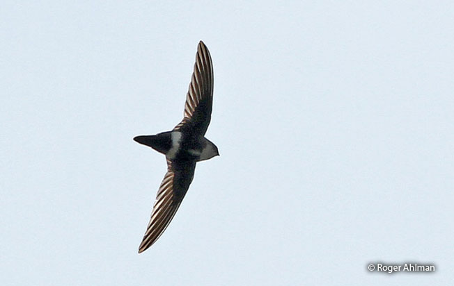 white-tipped_swift