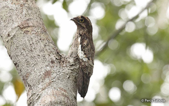 white-winged_potoo