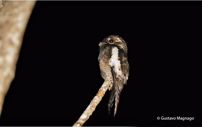 white-winged_potoo