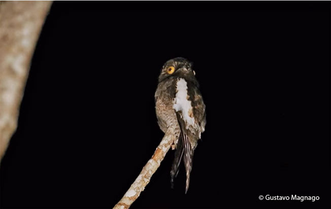 white-winged_potoo
