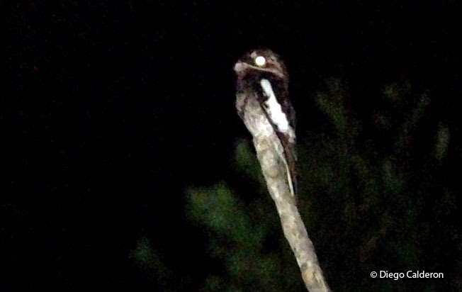 white-winged_potoo
